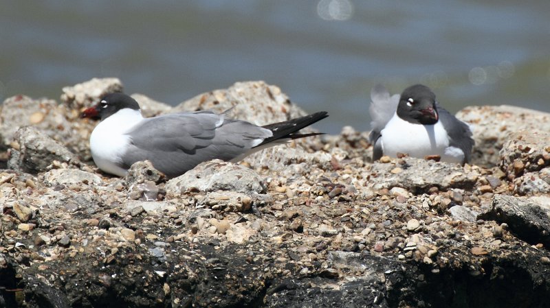 Laughing Gull High Island_2010_04_24_3826.JPG
